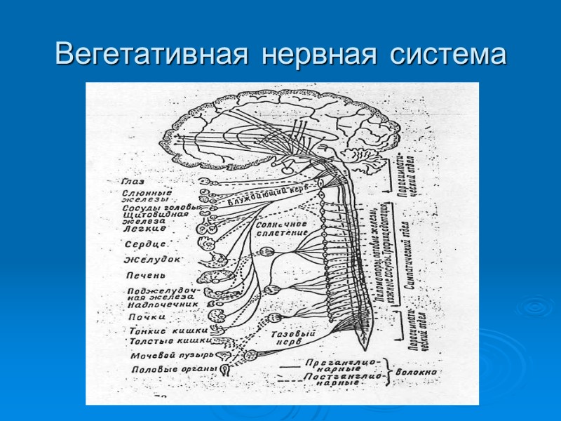 Вегетативная нервная система